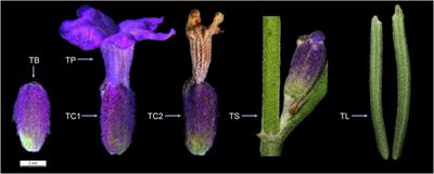 Genome-wide investigation of WRKY gene family in Lavandula angustifolia and potential role of LaWRKY57 and LaWRKY75 in the regulation of terpenoid biosynthesis